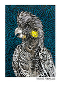 Tea Towel - Black Cockatoo